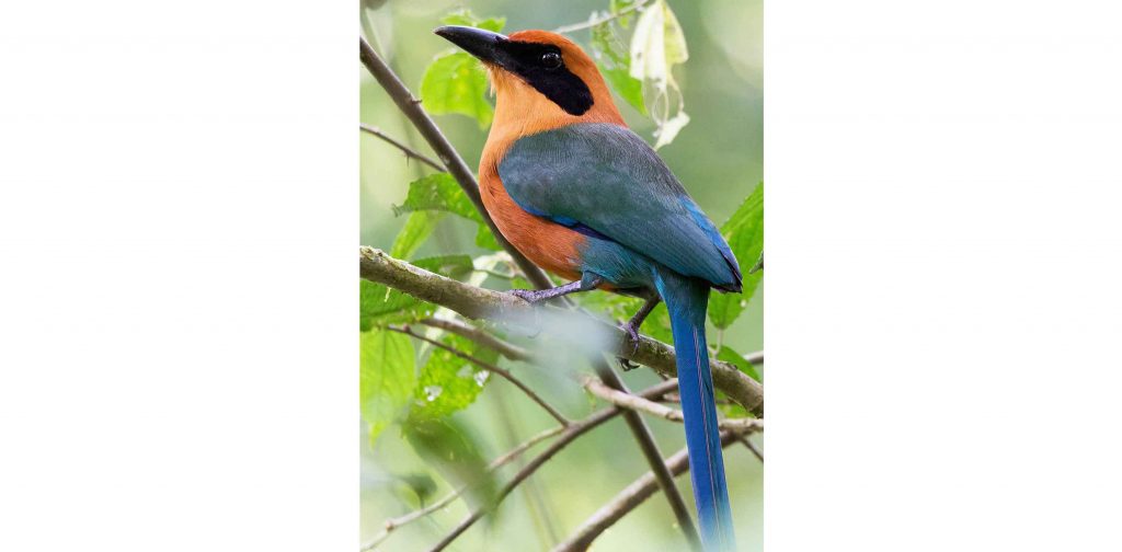 Costa Rica Urlaub traveljunkies