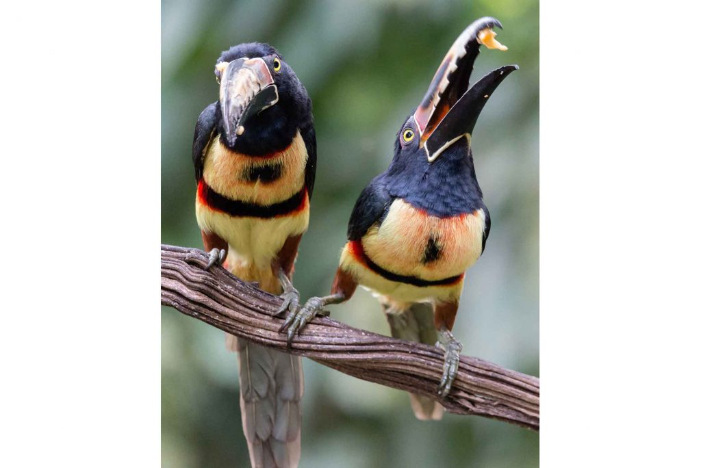 Costa rica Urlaub traveljunkies