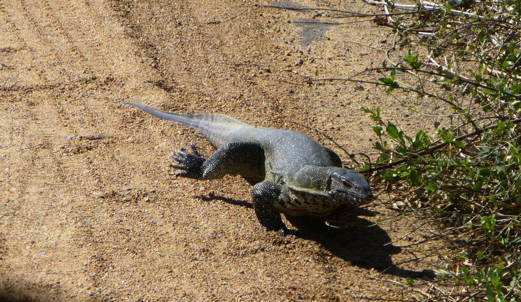 Echse Krüger Nationalpark