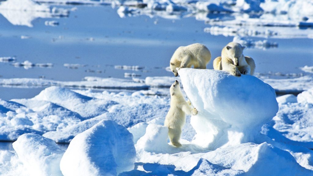 Eisbären in der Arktis Touren Nordpol Expedition traveljunkies