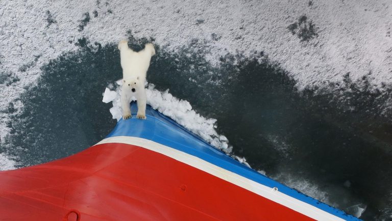 Eisbären Expedition in der Arktis Spitzbergen Norwegen traveljunkies