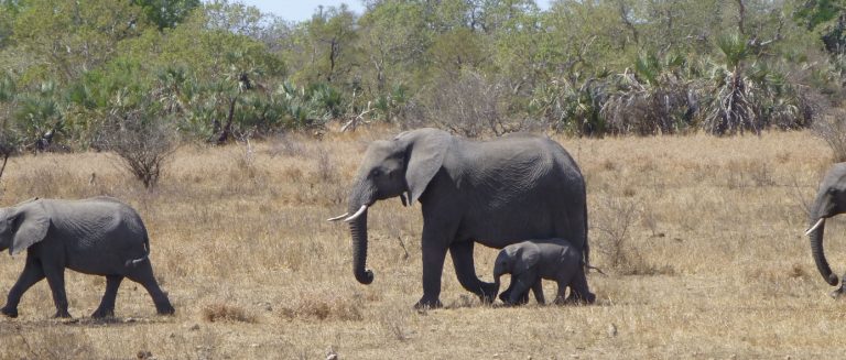 Elefanten Krüger Nationalpark Safari