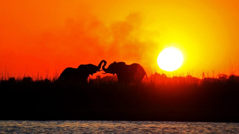 Elefanten im Chobe Nationalpark Botswana Erlebnisreise traveljunkies