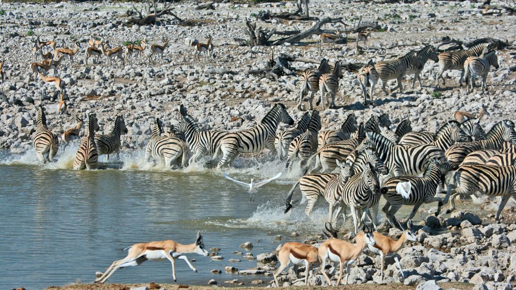 Etosha Pfanne Namibia Erlebnisreise in Kleingruppe traveljunkies