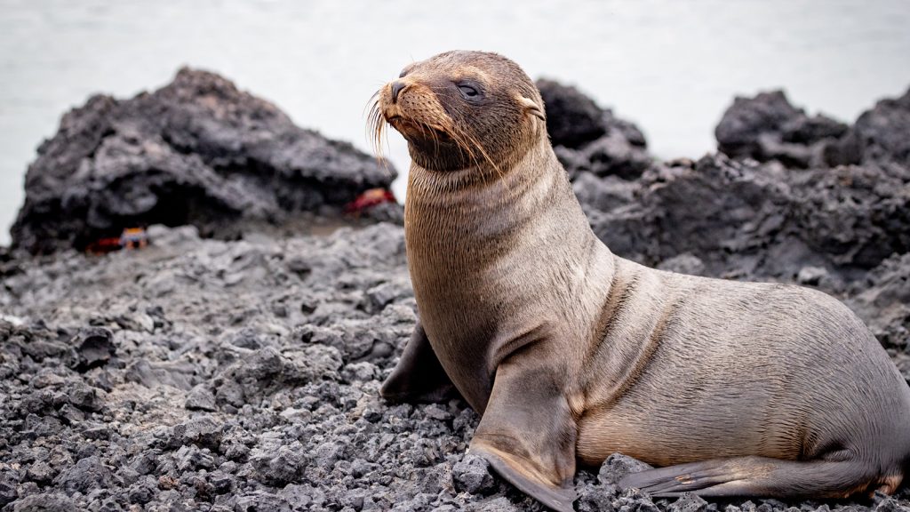 Galapagos Inseln – preiswert reisen Reisen für junge Leute Gruppenreise Erlebnisreisen traveljunkies