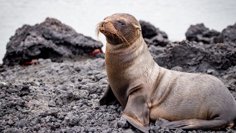 Galapagos Inseln – preiswert reisen Reisen für junge Leute Gruppenreise Erlebnisreisen traveljunkies