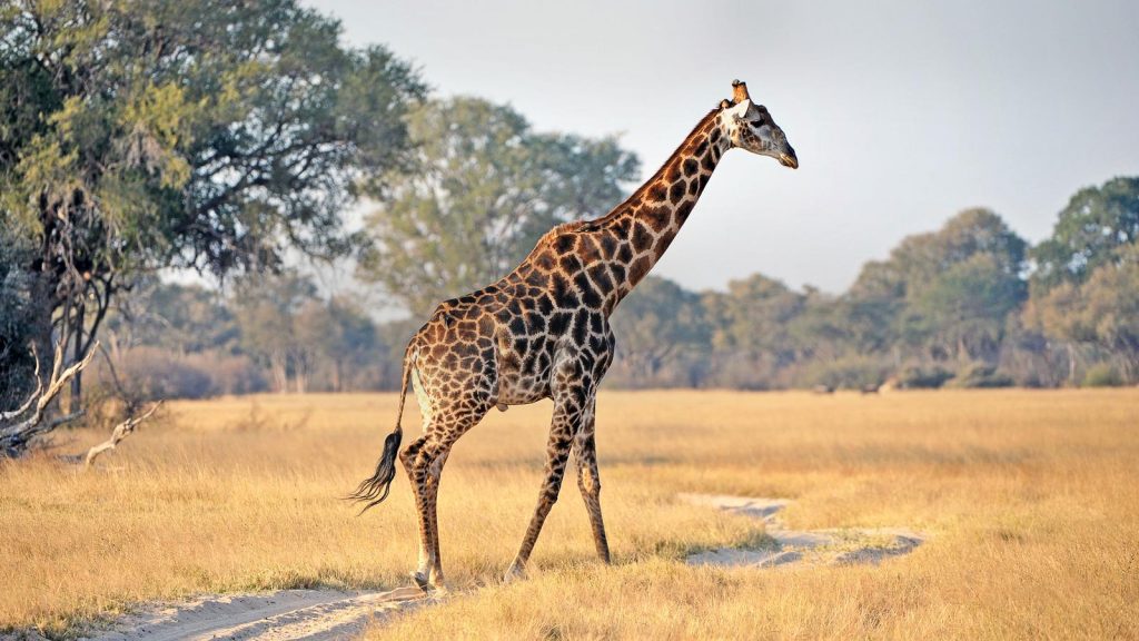 Giraffe bei Safari in Botswana Okavangodelta in Afrika. traveljunkies