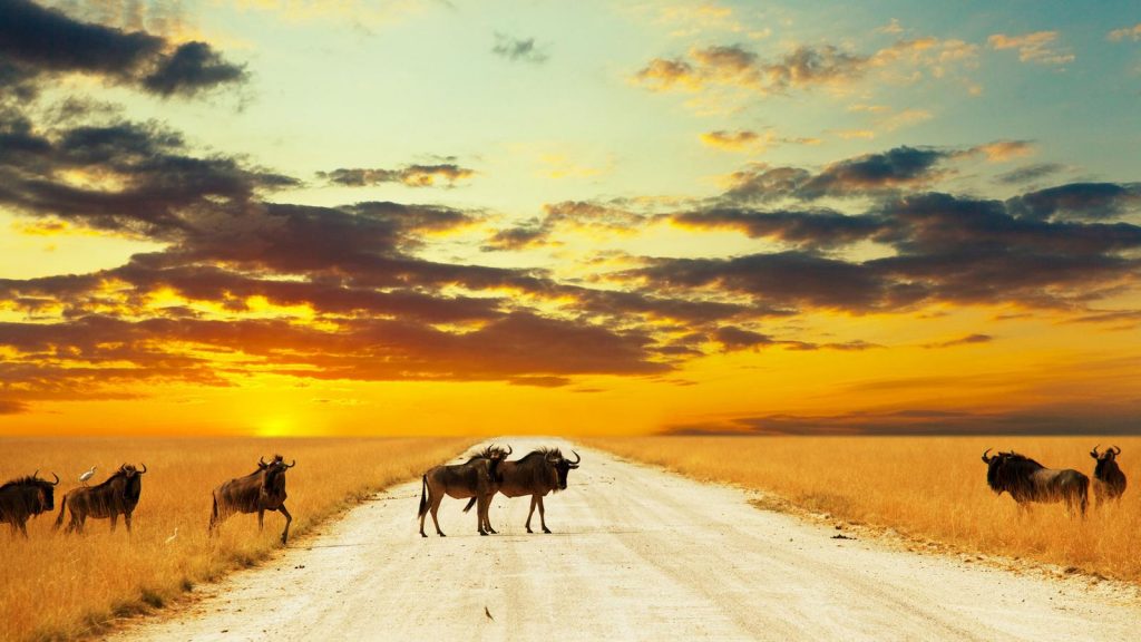 Gnus in Serengeti Tansania Afrika Reisen für junge Leute traveljunkies Safari