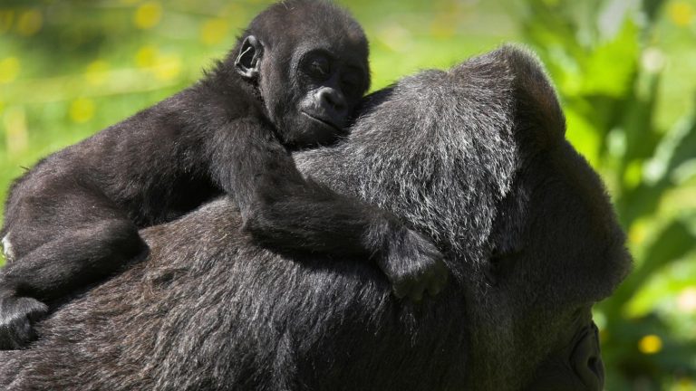 Gorillas in Uganda traveljunkies Reisen für junge Leute