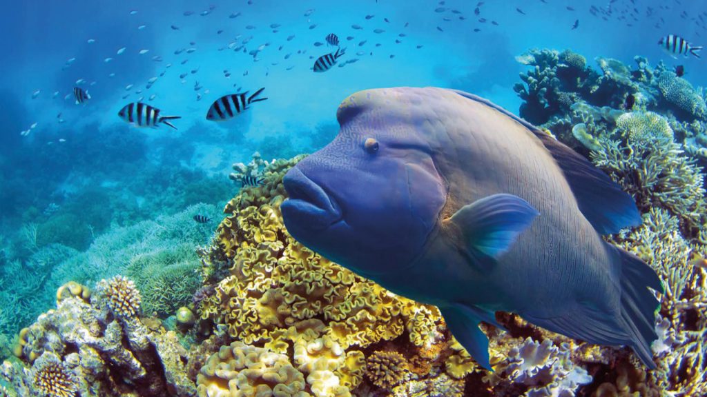 Great Barrier Reef Australien Reisen für junge Leute traveljunkies