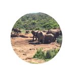 Gruppeneisen traveljunkies