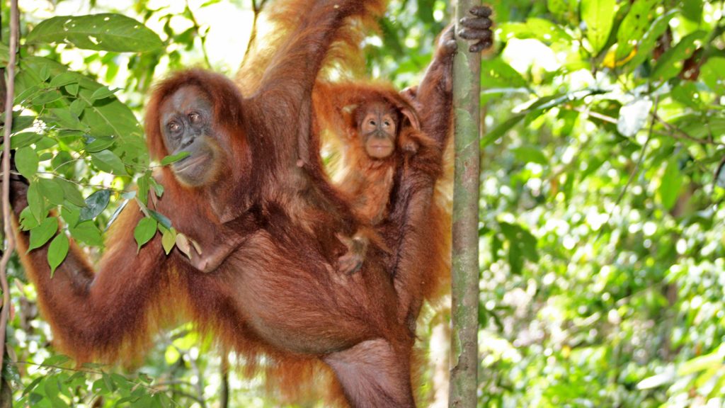 Gunung Leuser Nationalpark Orang Utan Sumatra Erlebnisreise traveljunkies
