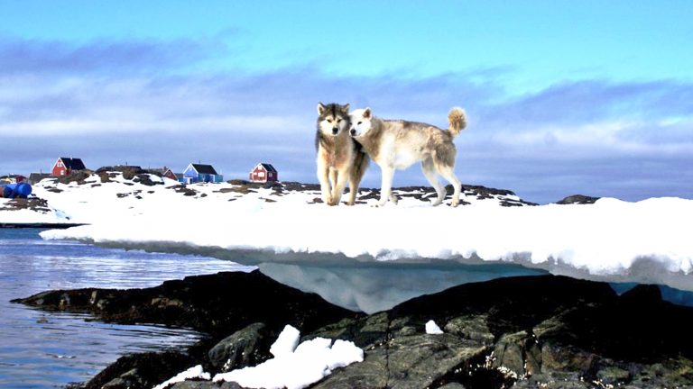 Segelexpedition durch Grönland mit Husky traveljunkies