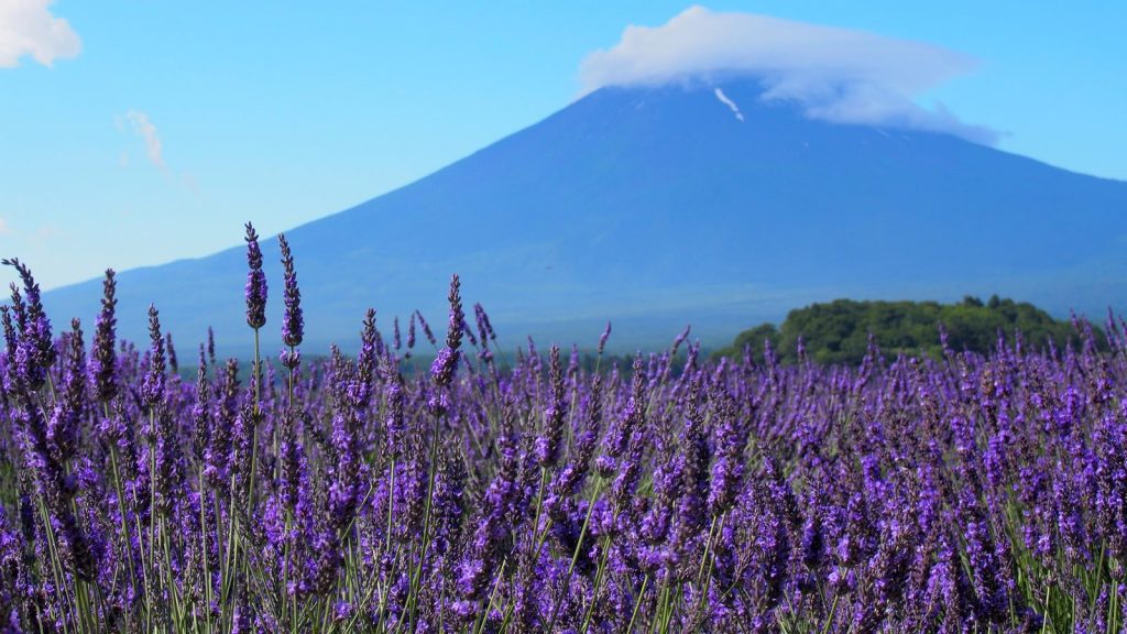 Japan Gruppenreise mit Mount Fuji Besteigung traveljunkies