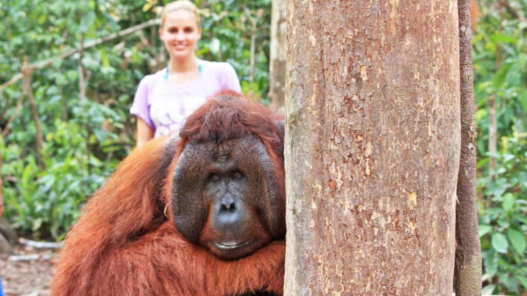Kalimantan Orang-Utans Bootstour im Tanjung Puting Nationalpark traveljunkies