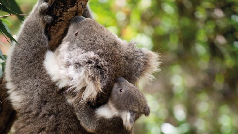Koala im Otway Nationalpark Australien Reisen für junge Leute traveljunkies