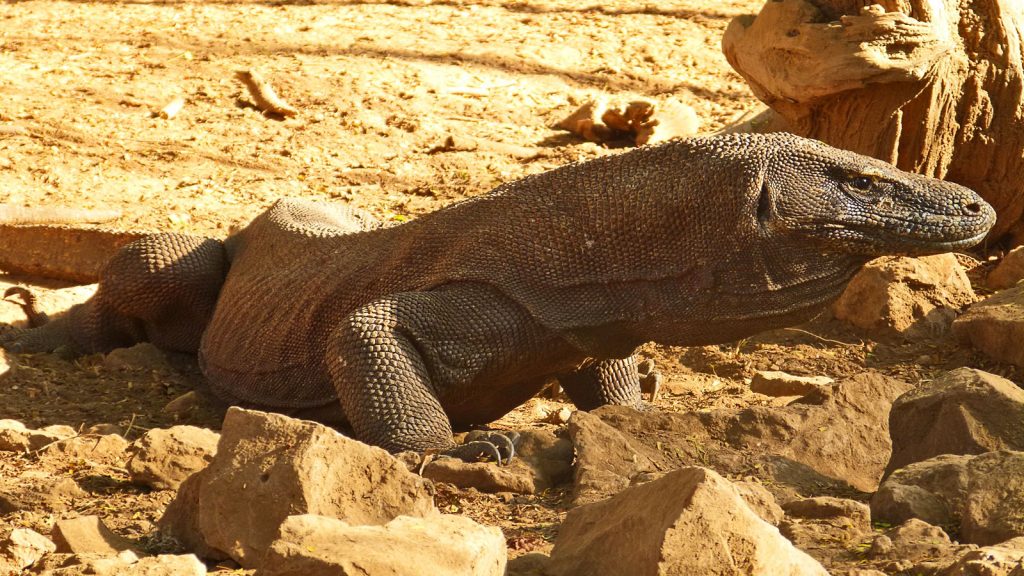 Komdodo Waran Flores Reise individuell traveljunkies