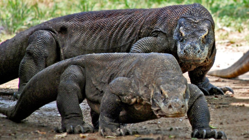 Komodowarane im Komodo Nationalpark bei Flores Indonesien Insel Rinca traveljunkies