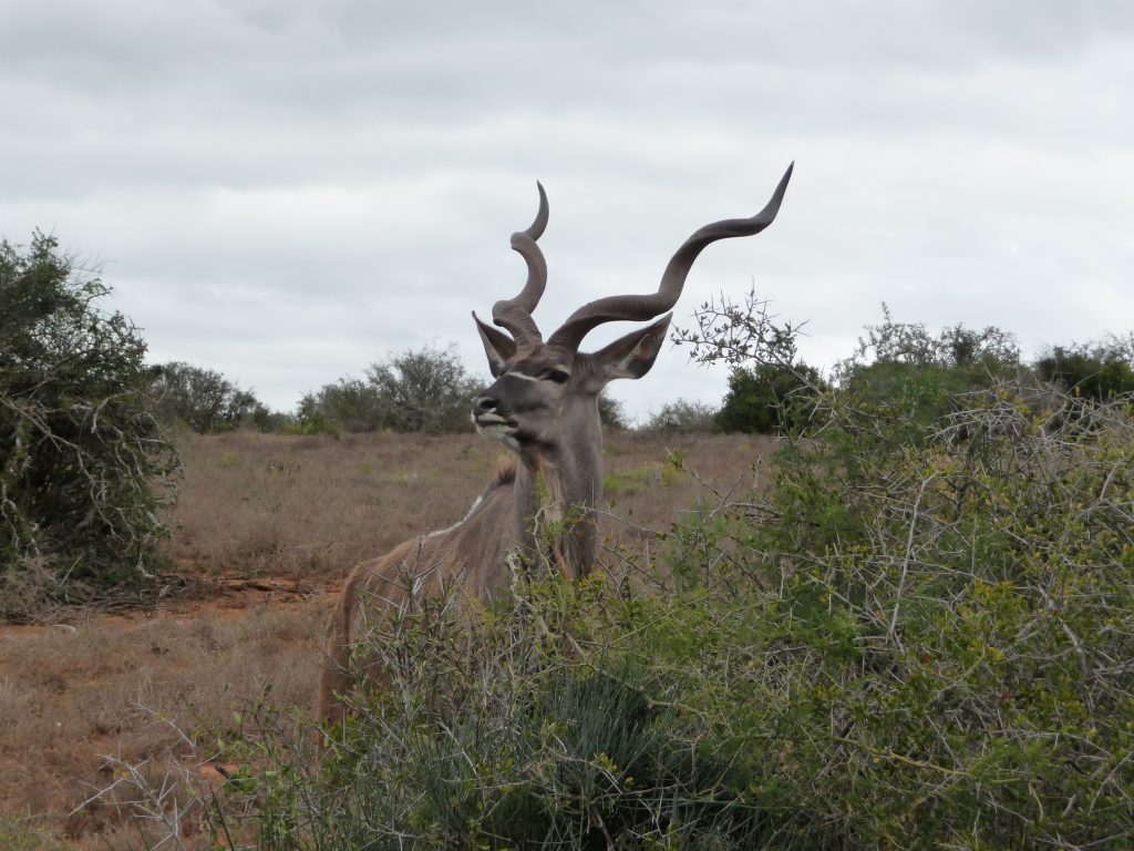kudu