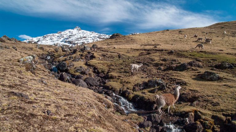 Lares Trekking Peru Aktivreise in der Gruppe traveljunkies