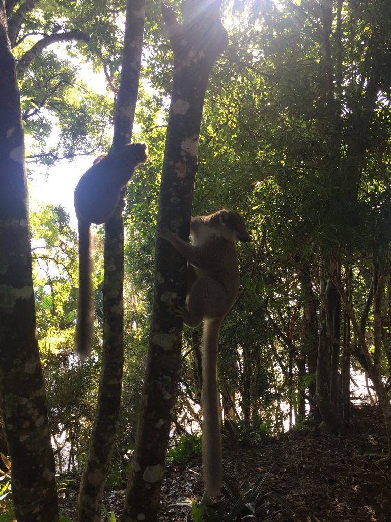 Lemuren Madagaskar
