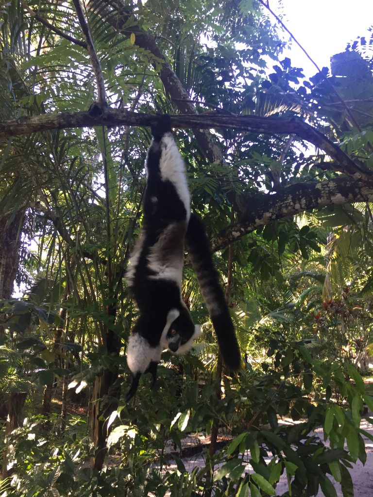 Lemuren Madagaskar