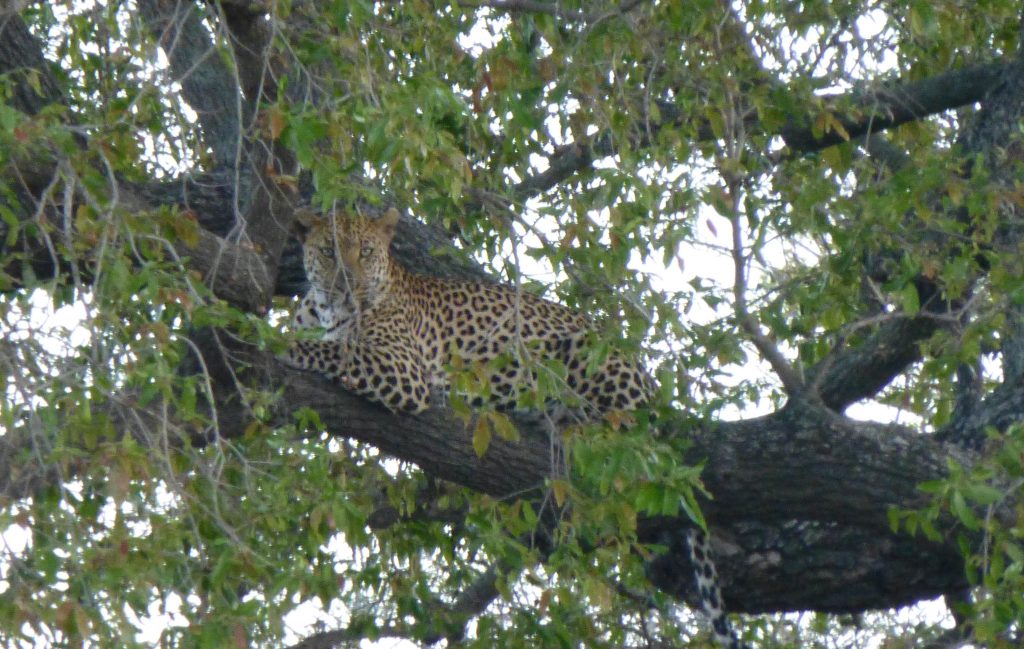 Leopard Krüger Nationalpark