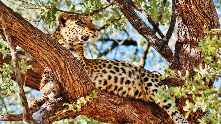 Leopard Südafrika Safari und Abenteuerreise traveljunkies