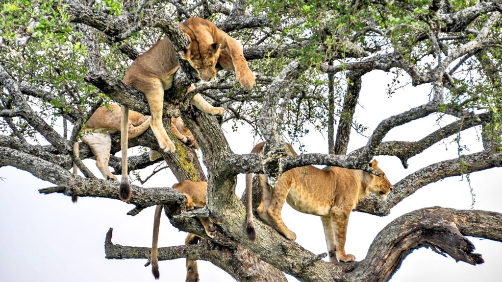 Löwen im Baum in Tansania in der Serengeti traveljunkies
