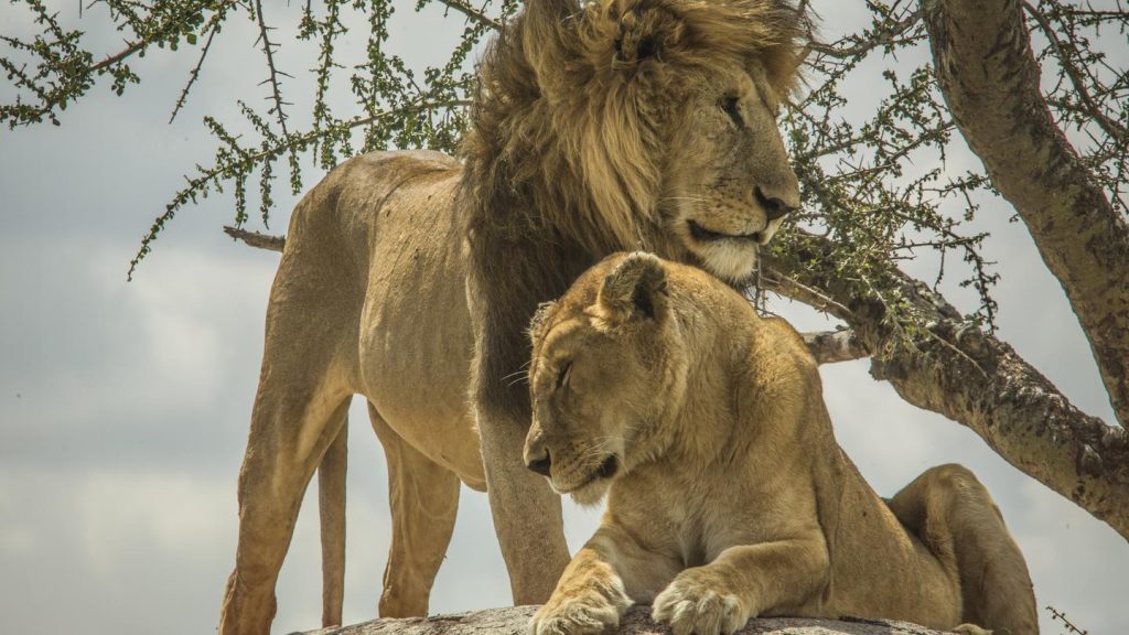 Karte Migration nördliche Serengeti Kleingruppe traveljunkies