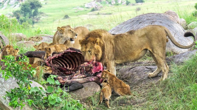 Löwen in der Serengeti beim Fressen in Tansania