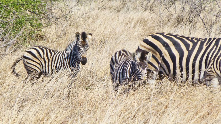Mietwagenrundreise Südafrika Safari Zebras