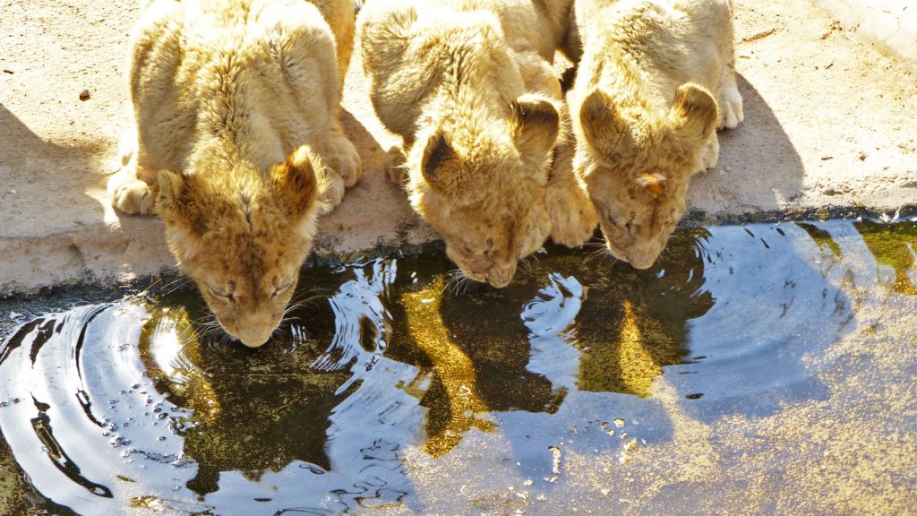 Mietwagenrundreise Südafrika weiße Löwen traveljunkies