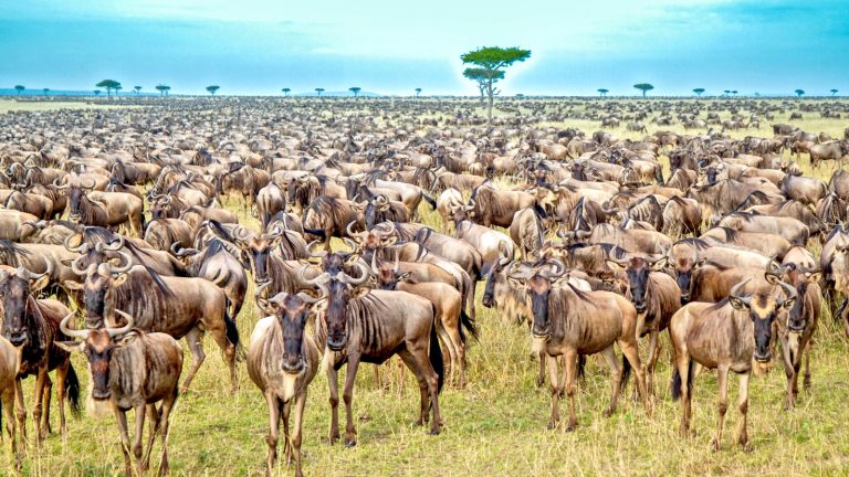 Migration in Tansania in der Serengeti traveljunkies