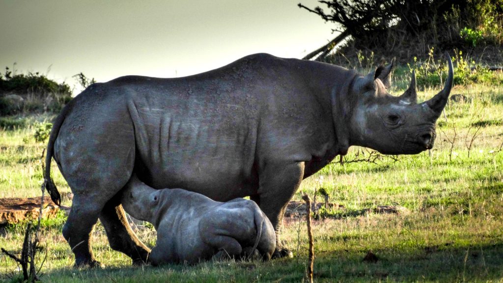 Nashorn Serengeti Gruppenreise Tansania Safari traveljunkies