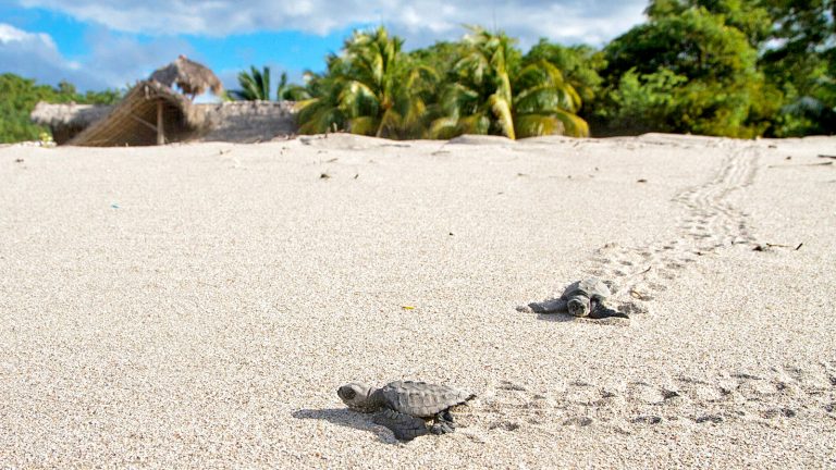 Nicaragua an der Pazifikküste mit Schildkröten auf der Selbstfahrertour traveljunkies