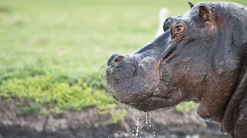 Nilpferd Botswana Safari, Erlebnisreise, Abenteuerreise traveljunkies
