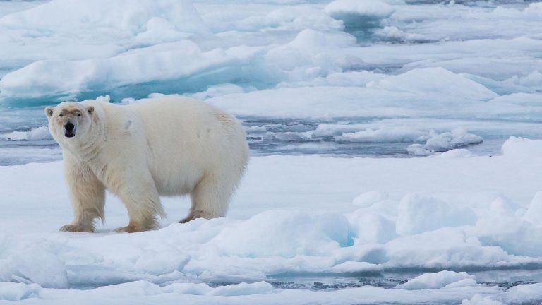 Eisbären am Nordpol in der Arktis auf Eisschollen. traveljunkies