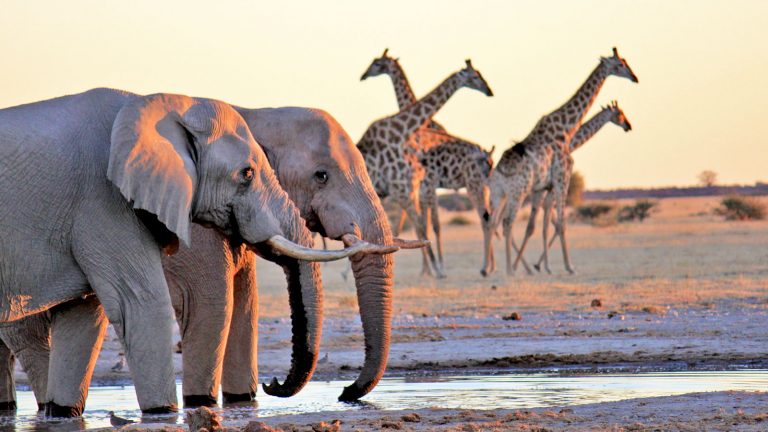 Nxai elephant giraffe Botswana Safari und Abenteuerreise traveljunkies