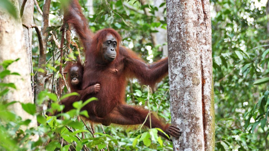 Orang-Utans Indonesien individuelle Erlebnisreisen traveljunkies