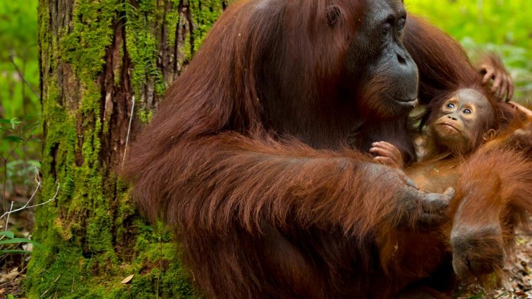 Orang-Utans in Borneo Erlebnisreise in der Gruppe traveljunkies
