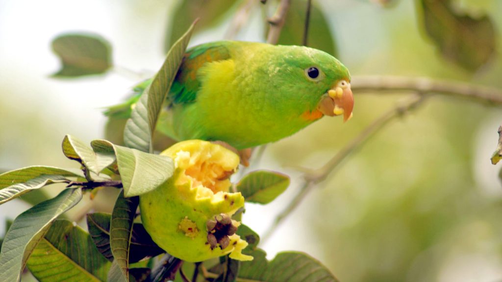 Papagei im Corcovado Nationalpark. Naturreise Costa Rica traveljunkies
