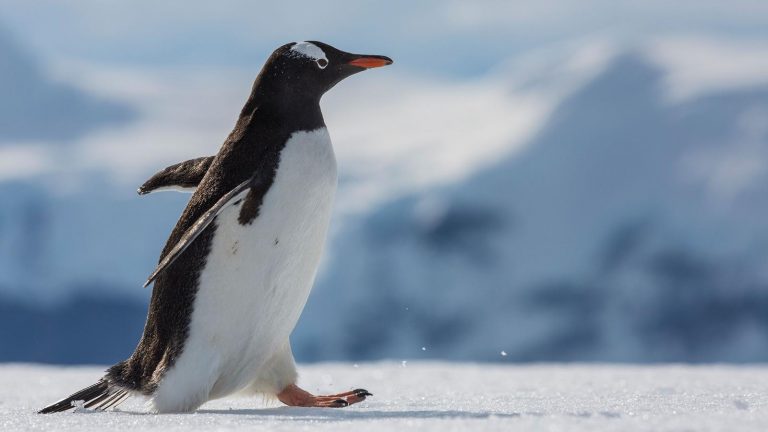 Pinguin in der Antarktis am Südpol. traveljunkies
