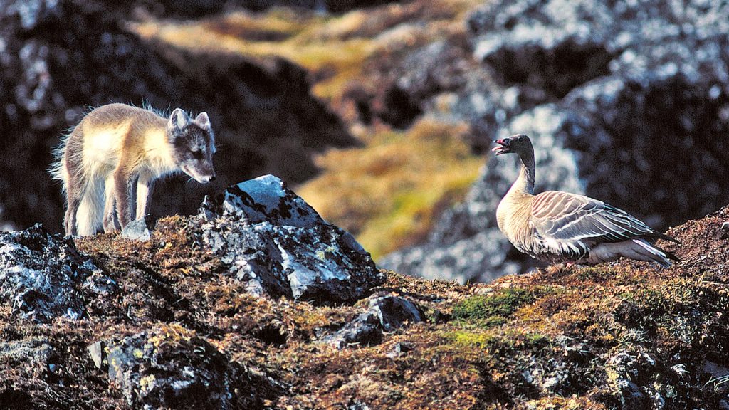 Polarfuchs auf Spitzbergen bei der Jagd in der arktis am Nordpol. traveljunkies