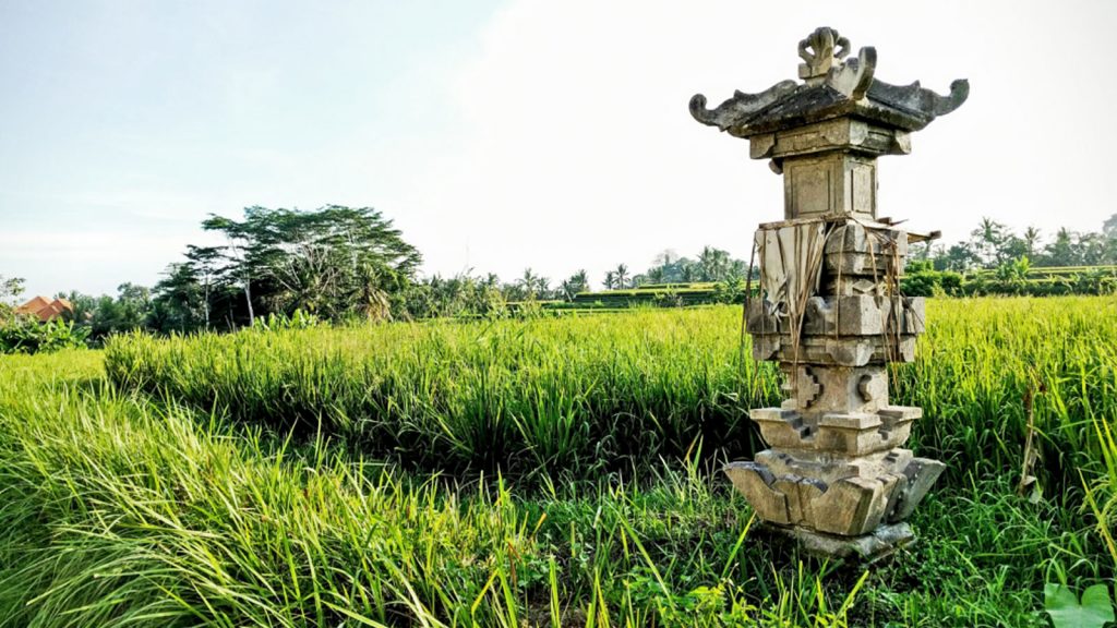 Reisefelder in Ubud auf Bali Erlebnisreise Indonesien traveljunkies