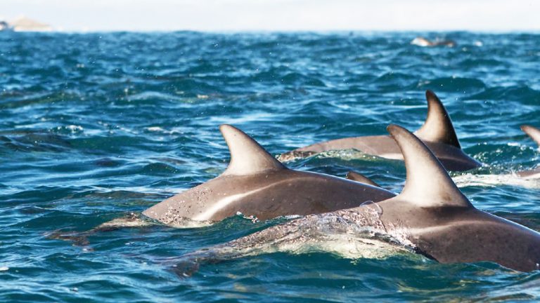 Reisen für junge Leute Neuseeland Delfine schwimmen traveljunkies