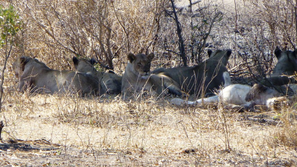 Rudel Löwen Krüger Nationalpark