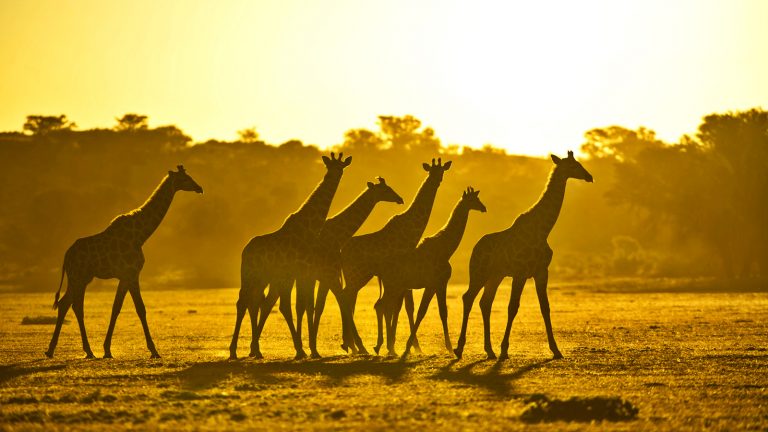 Safari Botswana Erlebnisreise in Kleingruppe travelejunkies