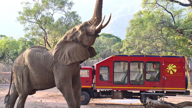 Safari Unterer Sambesi Sambia Afrika Erlebnisreise in Kleingruppe travelejunkies