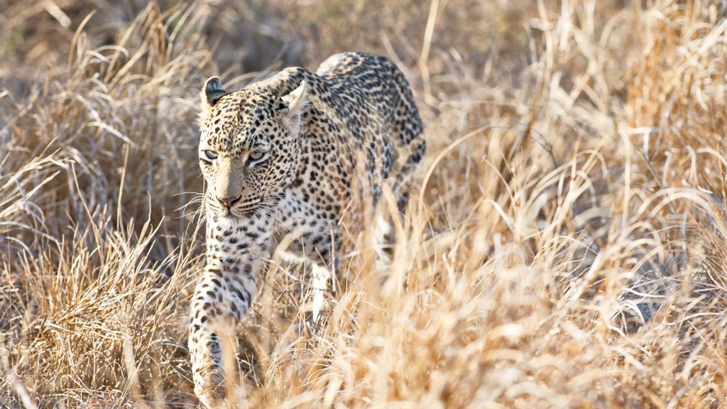 Safari Krüger Nationalpark Südafrika Afrika Abenteuerreise in Kleingruppe
